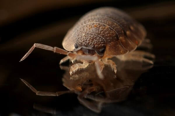 LOCAL PEST CONTROL, Hertfordshire. Services: Bed Bug Pest Control. Our bed bug pest control services are designed to effectively eliminate bed bug infestations and provide you with peace of mind and a good night's sleep.