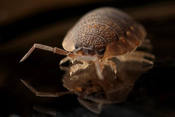 LOCAL PEST CONTROL, Hertfordshire, Bedfordshire, Essex & London. Pests Our Team Eliminate - Bed Bugs.