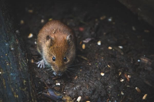 LOCAL PEST CONTROL, Hertfordshire. Services: Mouse Pest Control. Effective Mouse Control Solutions for Hertfordshire Homes and Businesses