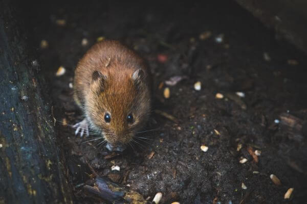 LOCAL PEST CONTROL, Hertfordshire, Bedfordshire, Essex & London. Pests Our Team Eliminate - Mice.