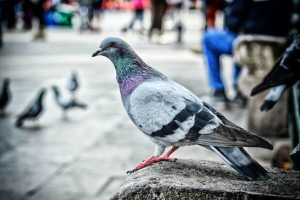 LOCAL PEST CONTROL, Hertfordshire, Bedfordshire, Essex & London. Pests Our Team Eliminate - Pigeons.