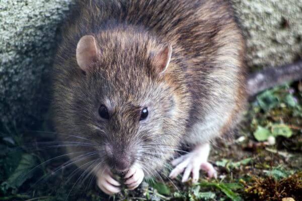 LOCAL PEST CONTROL, Hertfordshire, Bedfordshire, Essex & London. Pests Our Team Eliminate - Rats.