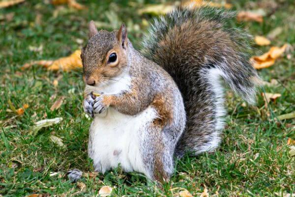 LOCAL PEST CONTROL, Hertfordshire, Bedfordshire, Essex & London. Pests Our Team Eliminate - Squirrels.