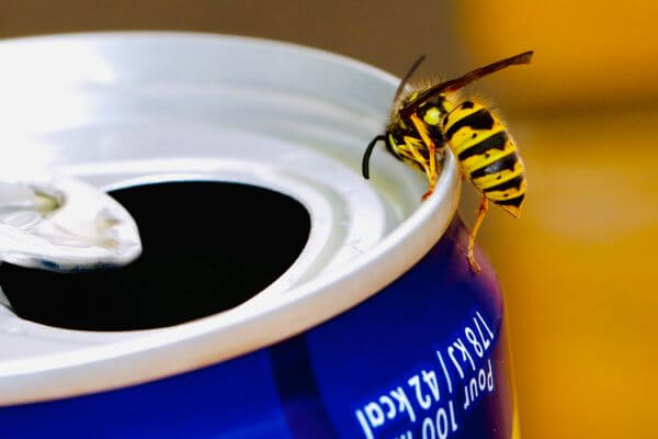 LOCAL PEST CONTROL, Hertfordshire, Bedfordshire, Essex & London. Pests Our Team Eliminate - Wasps.